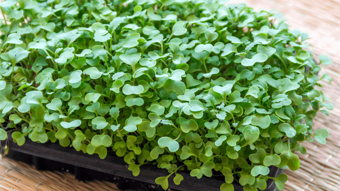 Best varieties for beginners