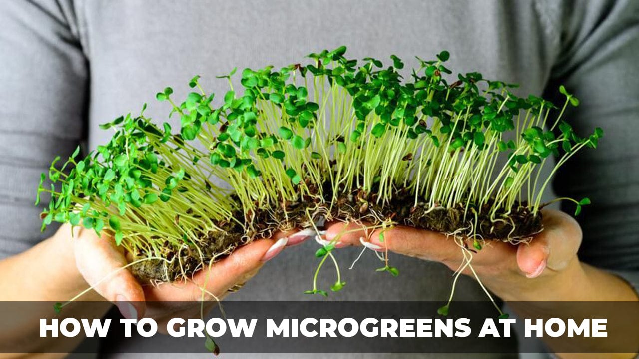 Step-by-step: how to grow microgreens at home
