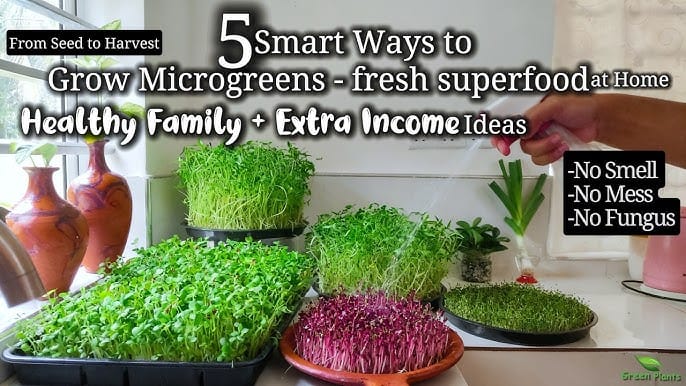 What are microgreens and why they matter